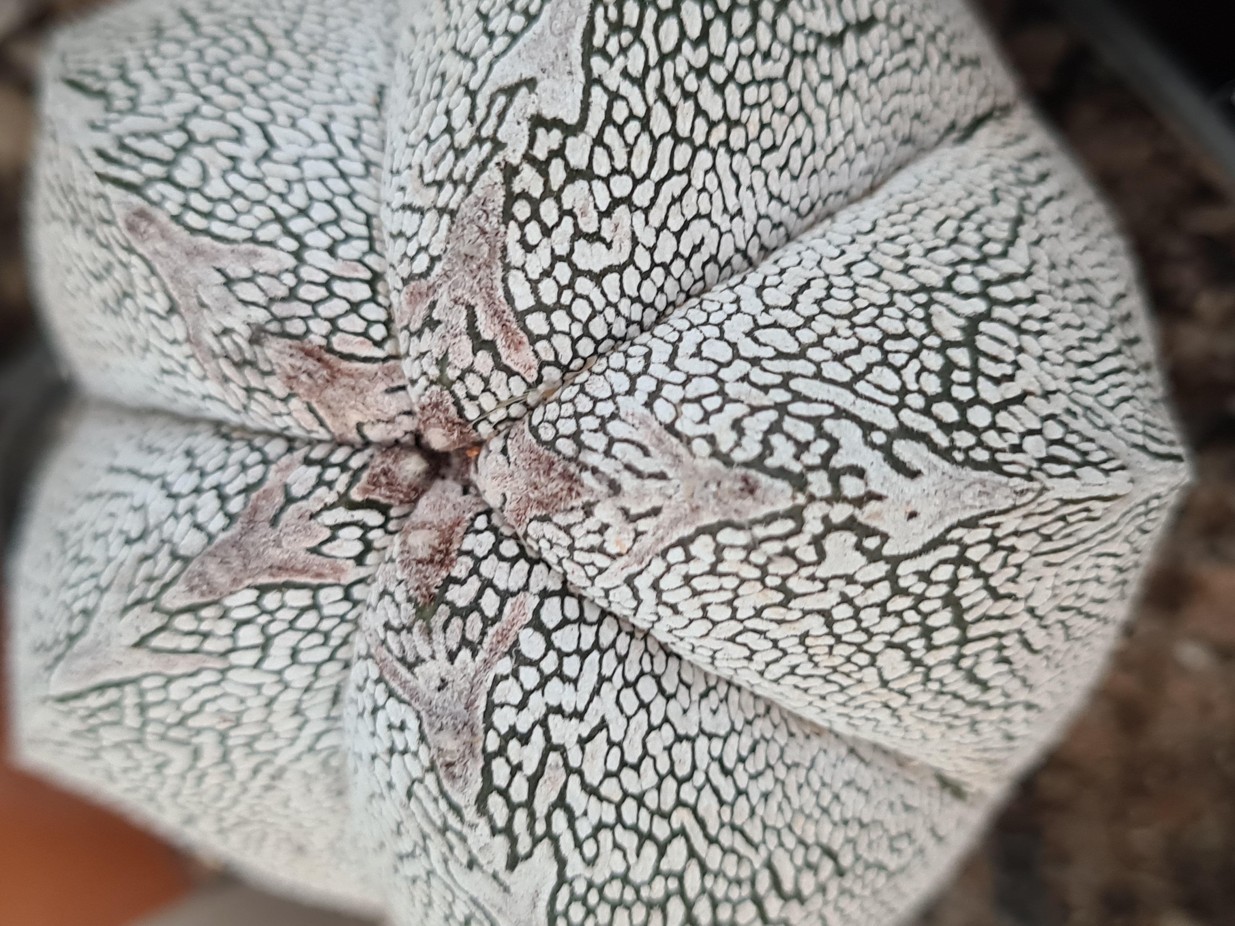 Astrophytum <br>onzuka 