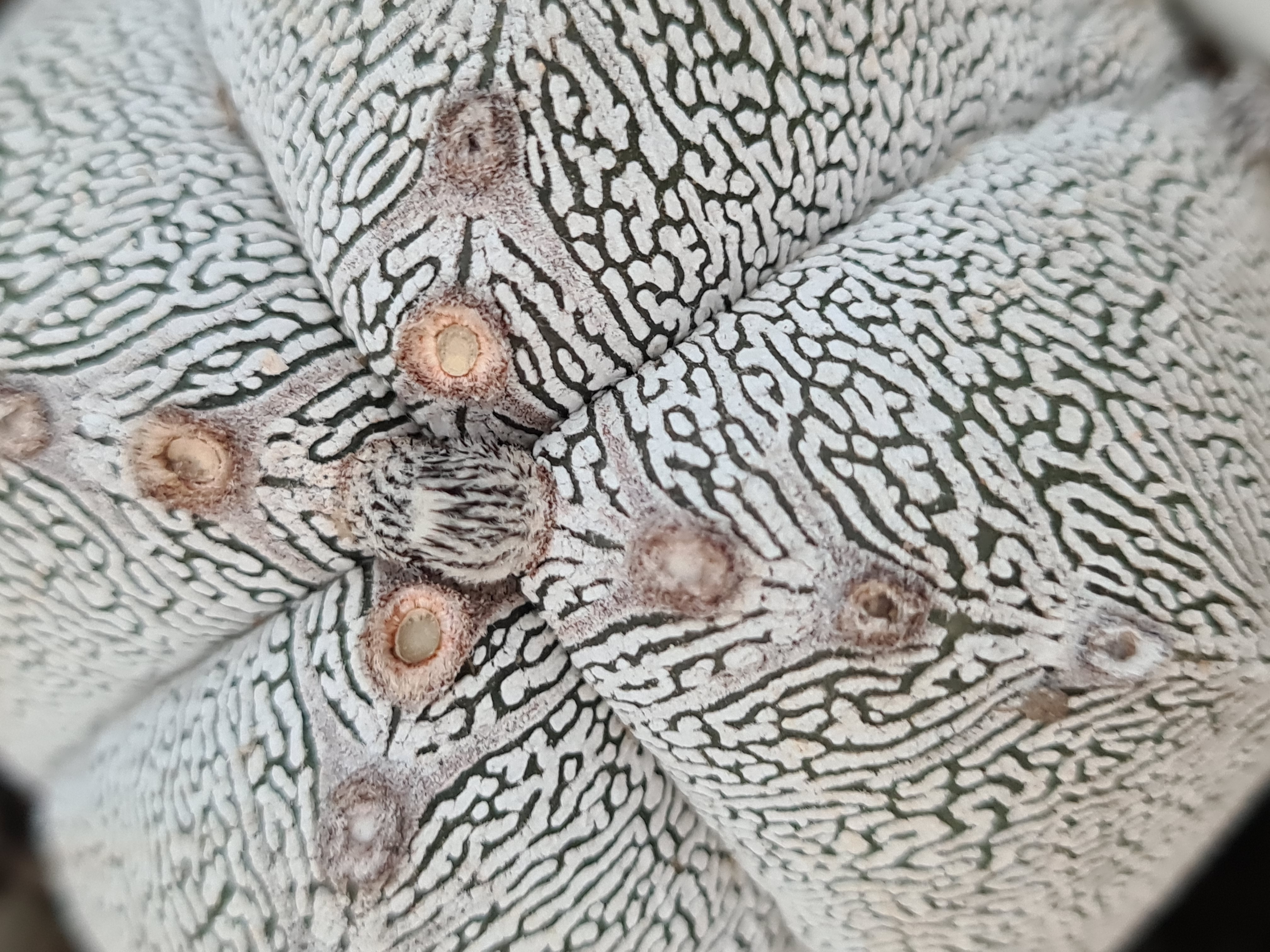 Astrophytum <br>onzuka 