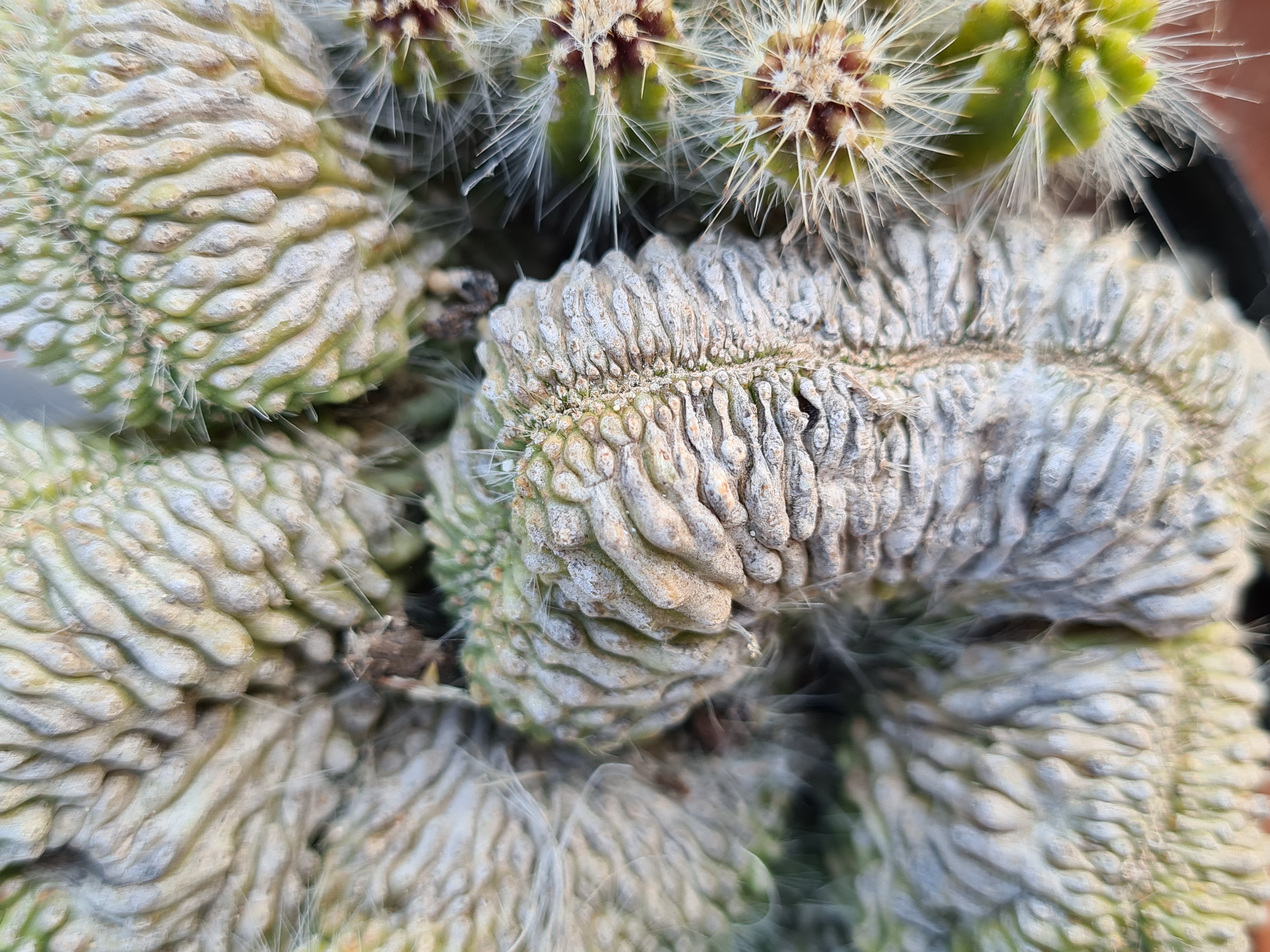 Crestate/Monstrosa/Variegate & Co neobuxbaumia euphorbioides 