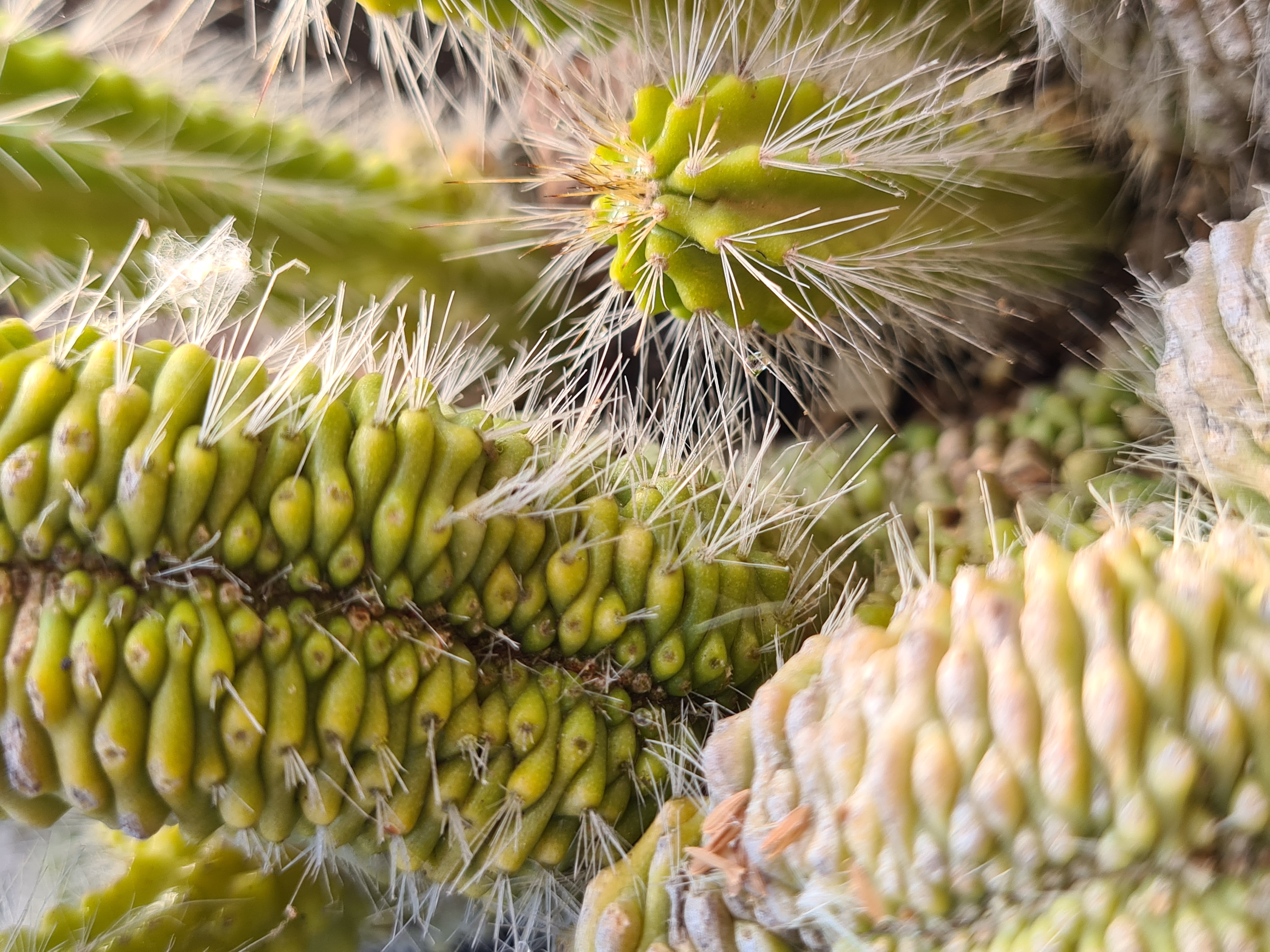 Crestate/Monstrosa/Variegate & Co <br>neubuxbamia euphorbioides