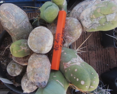 Trichocereus bridgesii monst inermis 