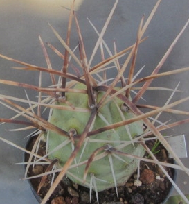 Tephrocactus <br>aoracanthus f.gigante