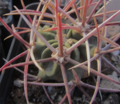 Echinocactus <br>parryi