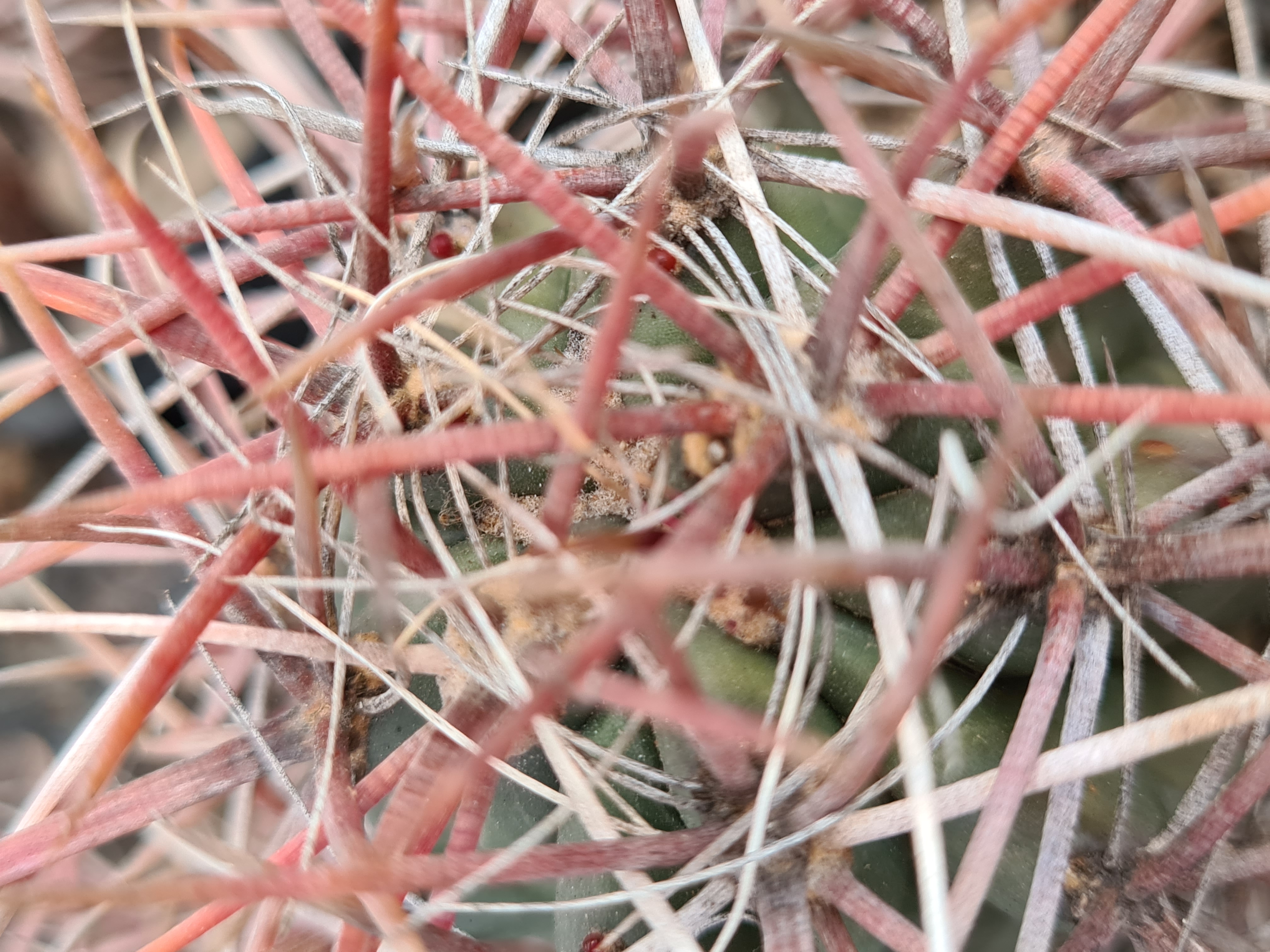 Ferocactus <br>sp