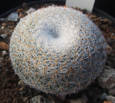 Mammillaria <br>microthele
