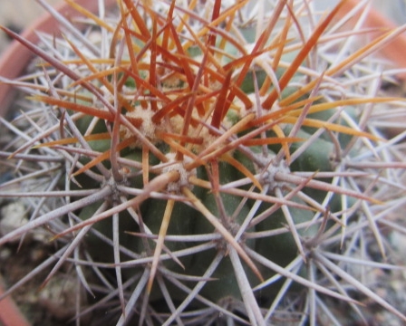 Ferocactus <br>lindsayi