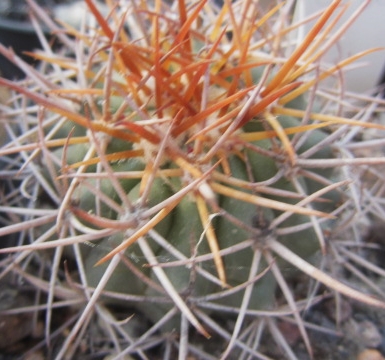 Ferocactus <br>lindsayi