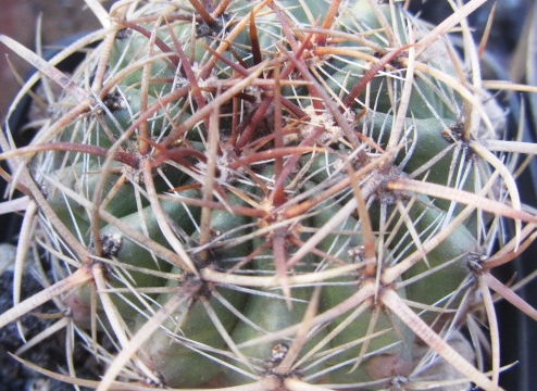 Ferocactus <br>viridescens littoralis ?