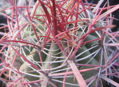 Ferocactus <br>sp 