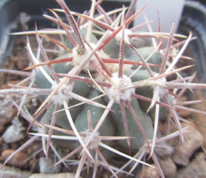 Ferocactus <br>townsendianus santa maria