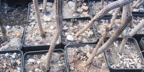 Wilcoxia poselgeri 'kroenleinii'