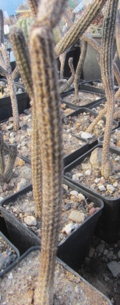 Wilcoxia <br>poselgeri kroenleinii