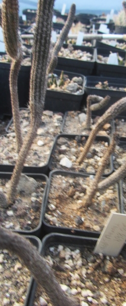 Wilcoxia poselgeri kroenleinii