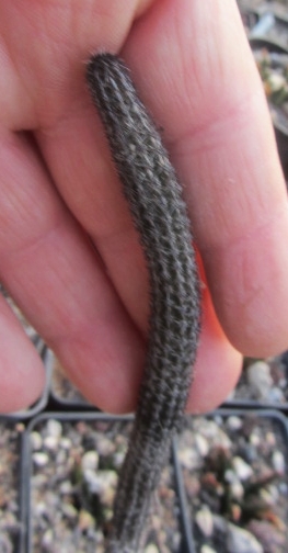 Wilcoxia <br>poselgeri kroenleinii