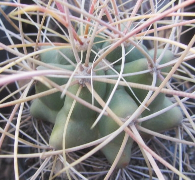 Ferocactus <br>cylindraceus form