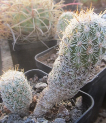 Thelocactus <br>hastifer