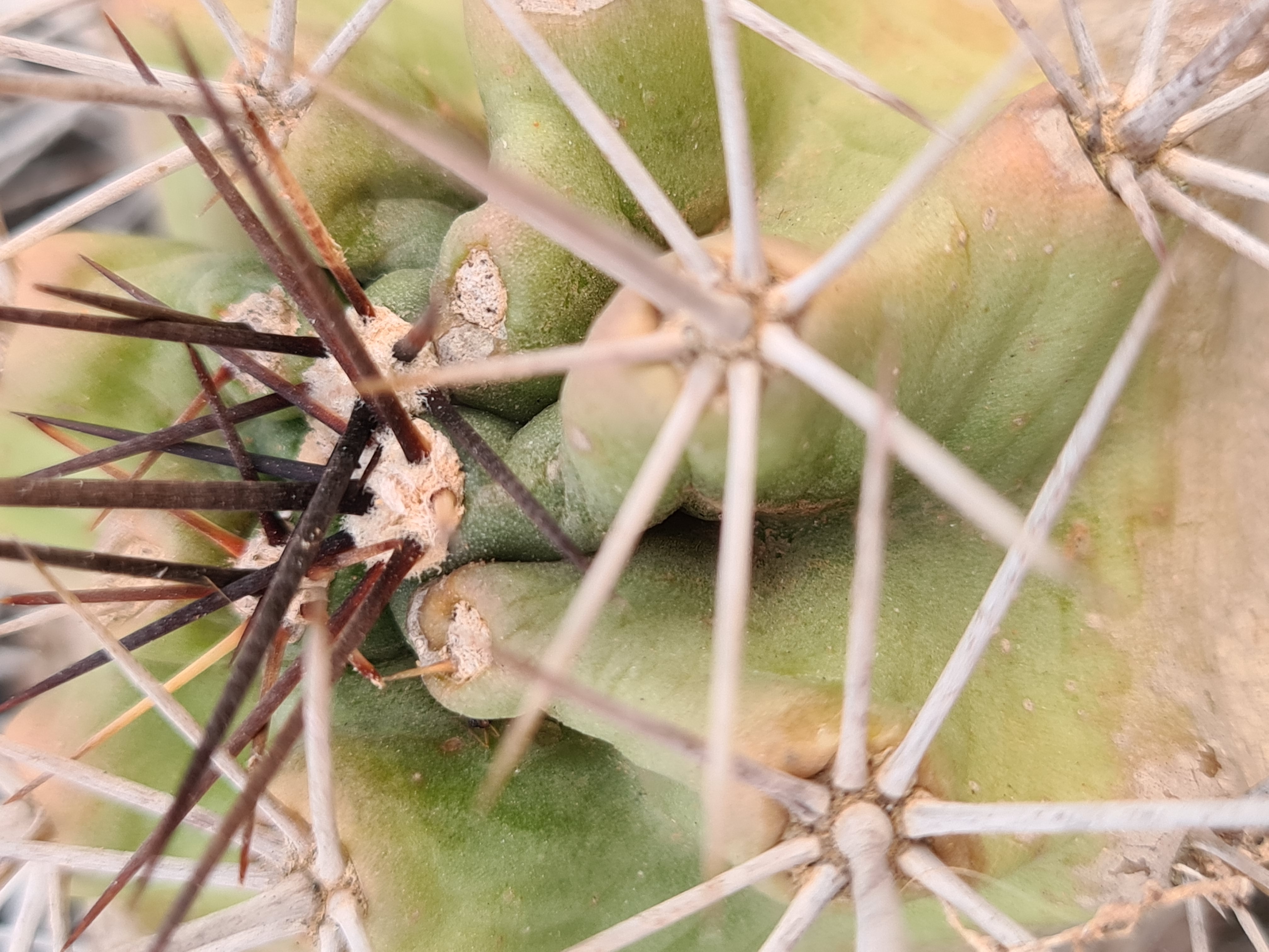 Echinocereus <br>coccineus paucispinus 