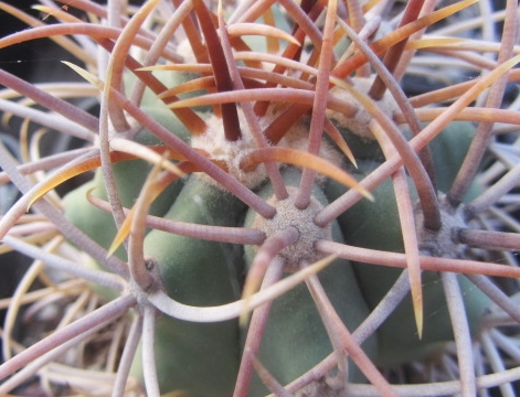 Ferocactus <br>digueti carmenensis