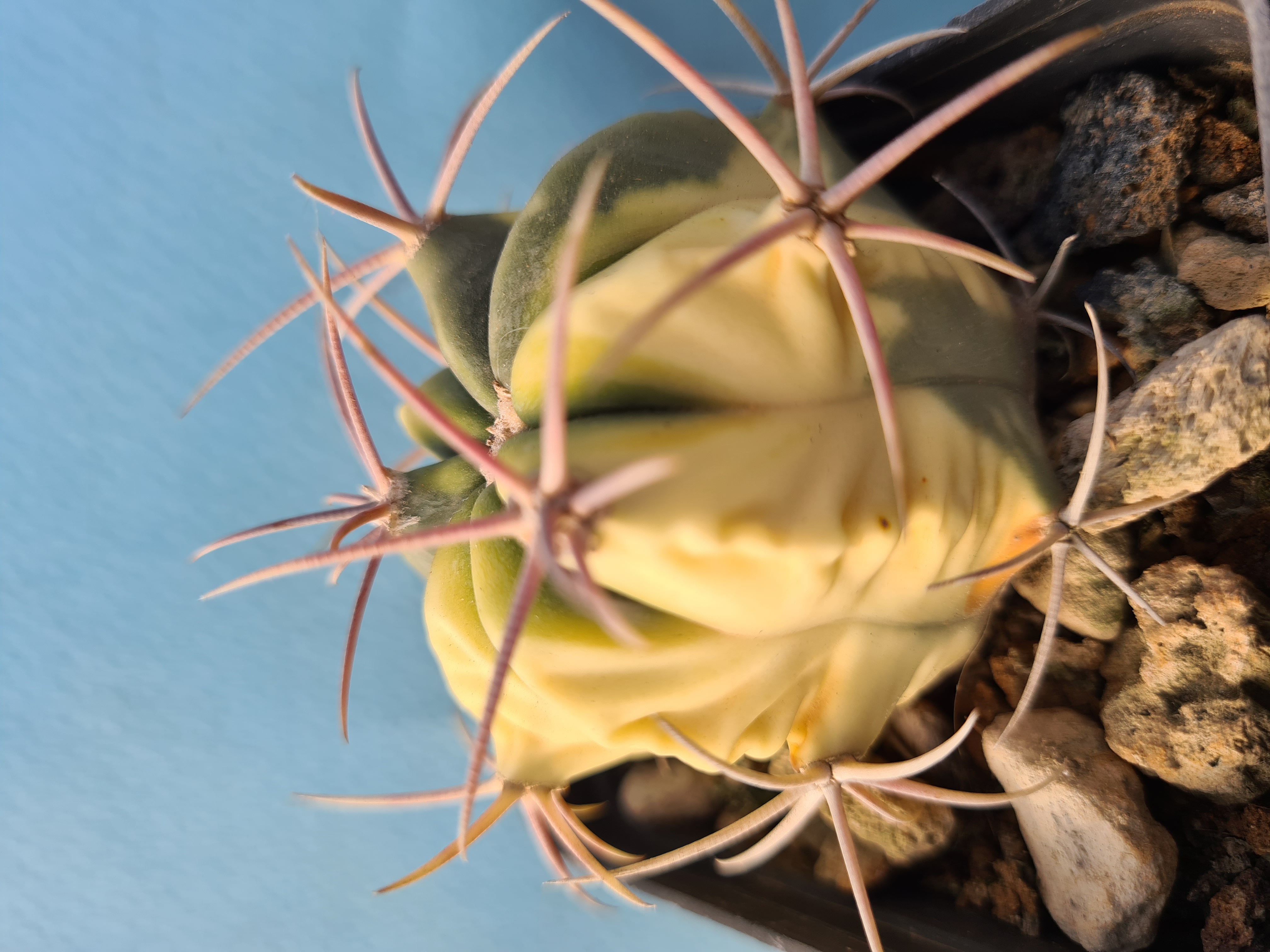 Echinocactus parry x horizonth