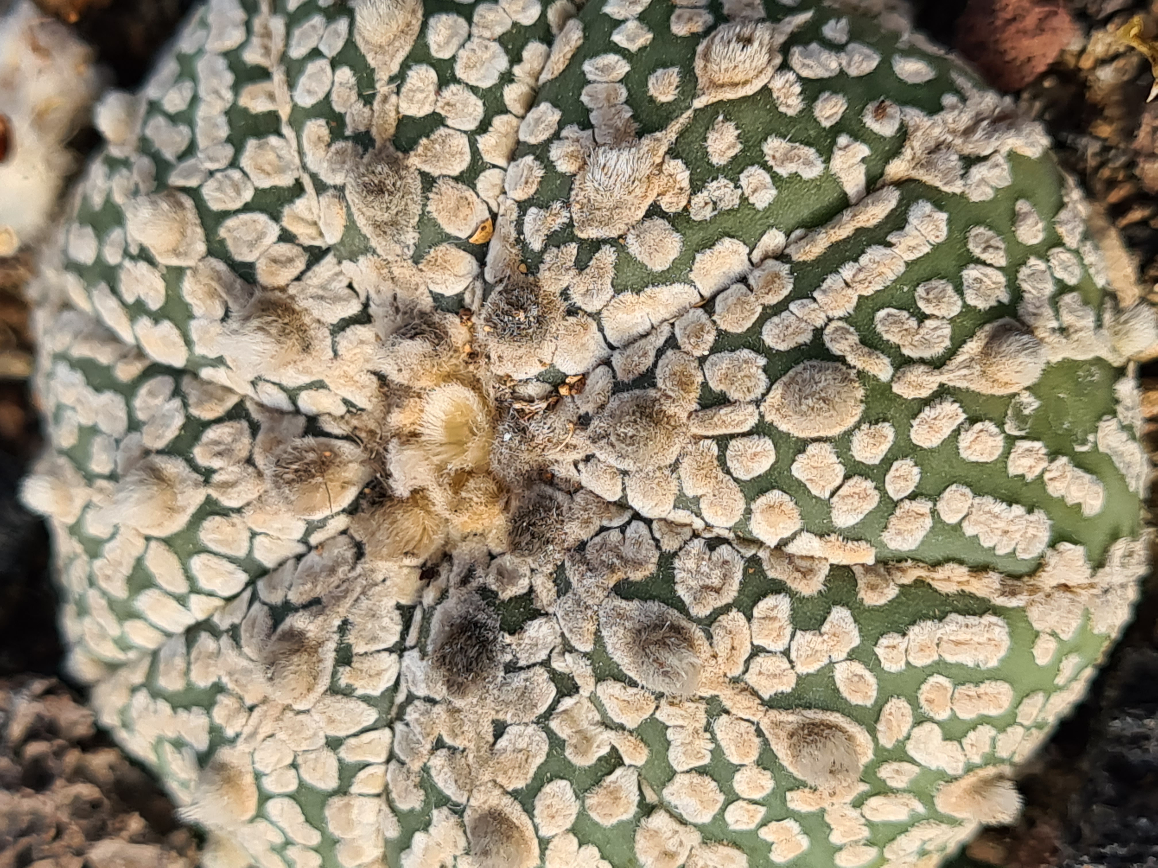 Astrophytum <br>kabuto