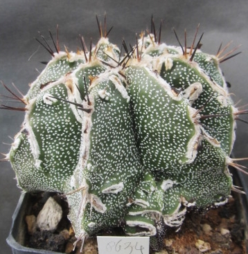 Astrophytum <br>cv fukuryu