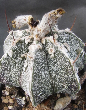 Astrophytum <br>cv fukuryu