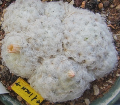 Mammillaria <br>plumusa