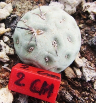Tephrocactus <br>geometricus