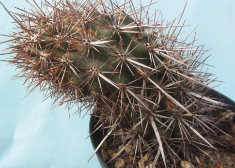 Machaerocereus  <br>eruca