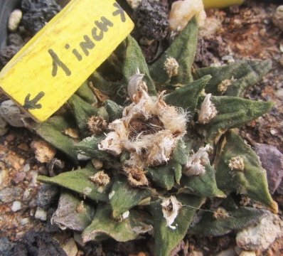 Ariocarpus <br>cv hybrid f3