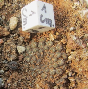 Thelocephala <br>weisseri x esmeraldana