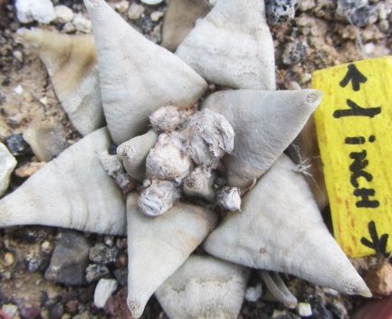 Ariocarpus <br>retusus furfuraceus