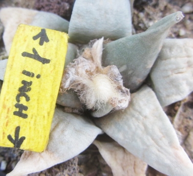 Ariocarpus retusus