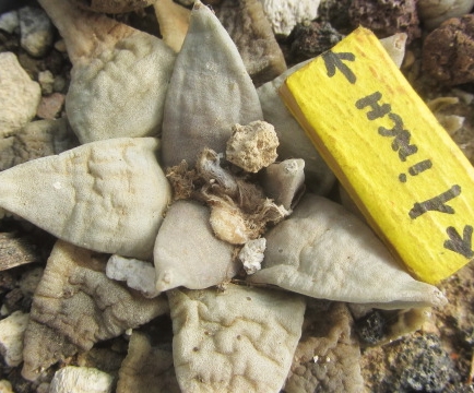 Ariocarpus retusus forma