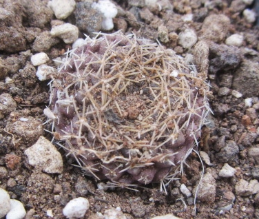 Thelocephala <br>