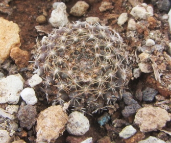 Thelocephala <br>