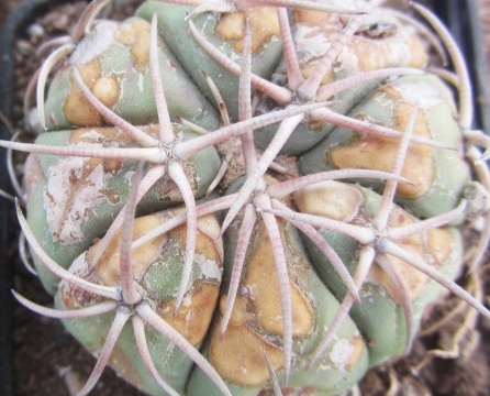 Echinocactus <br>horizonthalonius