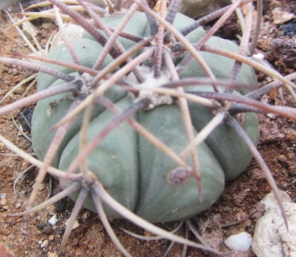 Echinocactus <br>horizonthalonius