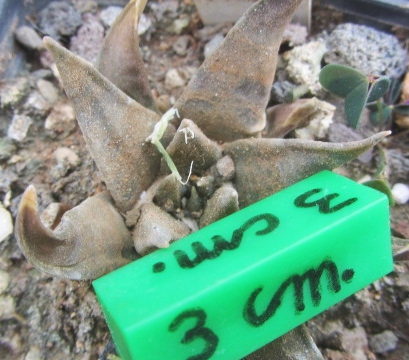 Ariocarpus 