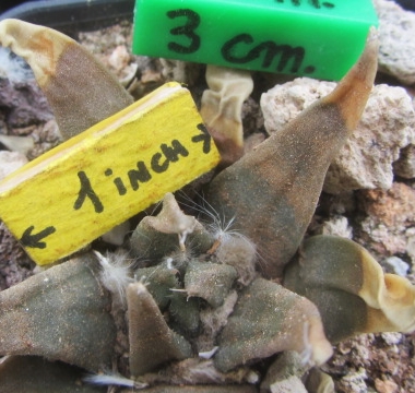 Ariocarpus 