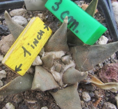 Ariocarpus <br>