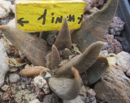 Ariocarpus <br>