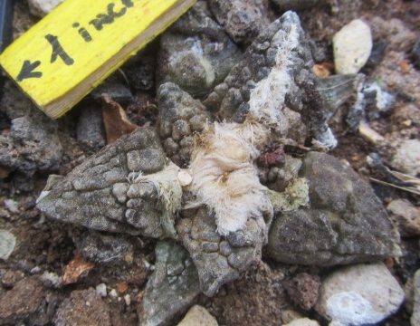 Ariocarpus <br>fissuratus