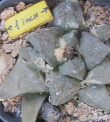 Ariocarpus <br>cv hint x furf f2