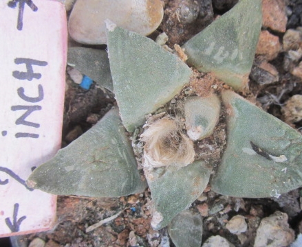 Ariocarpus cv hintoni x furf f2