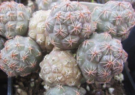 Puna bonniae fma clone de