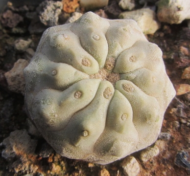 Copiapoa <br>haseltoniana tenebrosa inermis