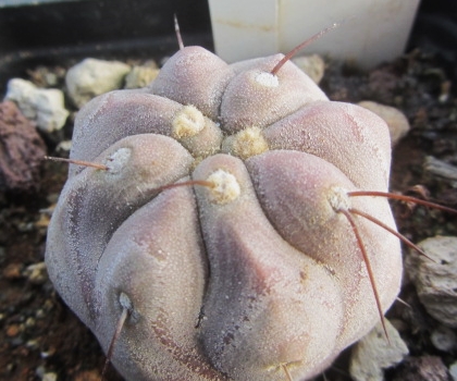 Copiapoa <br>haseltoniana tenebrosa inermis