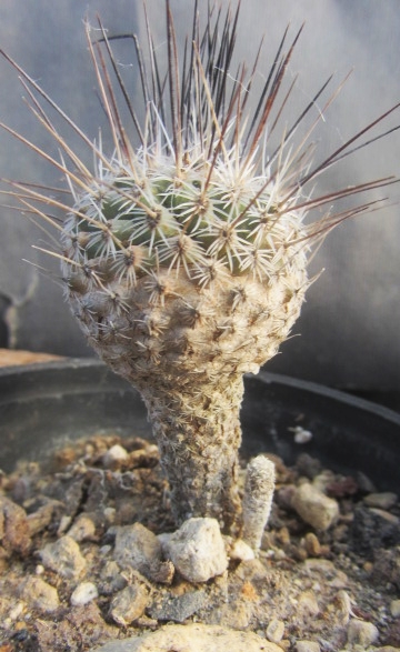 Turbinicarpus <br>mandragora