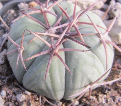 Echinocactus <br>horizonthalonius
